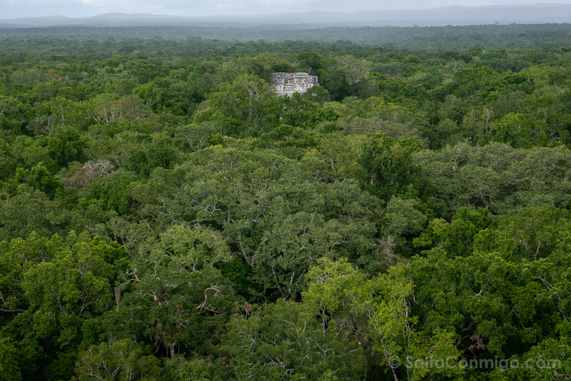 Ruinas Piramides Mayas Calakmul Cima