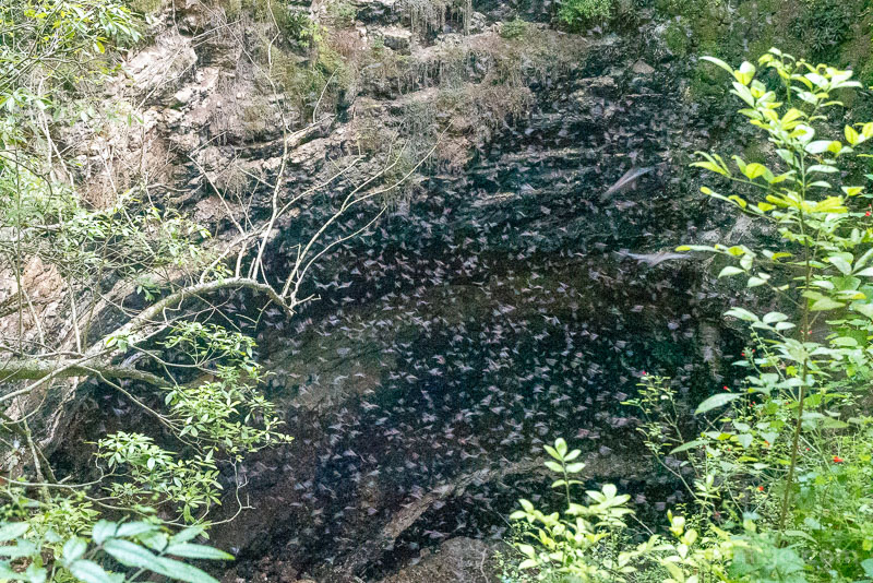 Conhuas Cueva Murcielagos