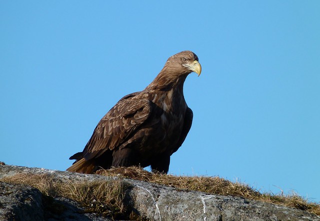Águila marina (Pigargo europeo) en Islas Lofoten, también conocido como águila de cabeza blanca