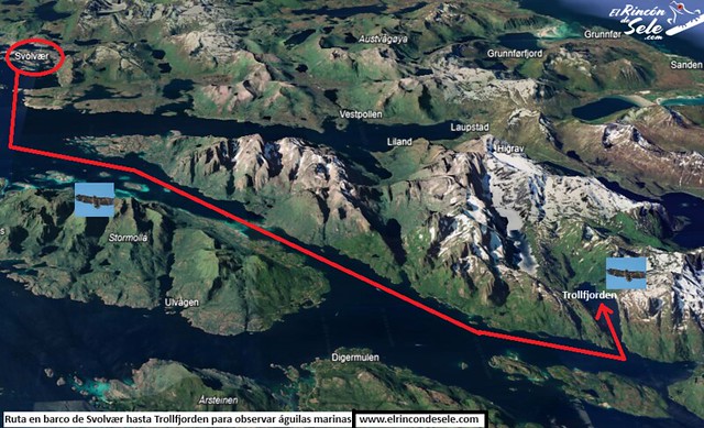 Hoja de ruta para avistar águilas marinas en las Islas Lofoten