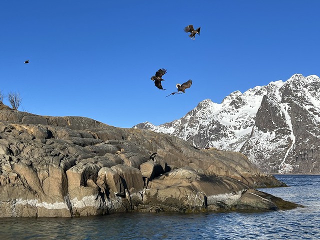Águilas marinas en las islas Lofoten (Noruega)