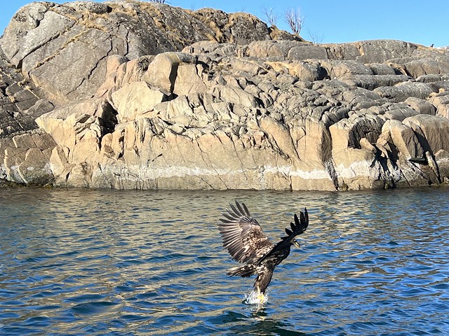 Águila marina pescando en Islas Lofoten