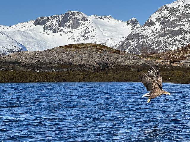 Águila marina o pigargo europeo en Islas Lofoten (Noruega)