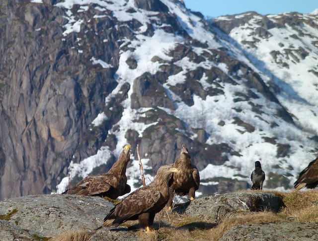 Águilas marinas o de cola blanca en las islas Lofoten de Noruega