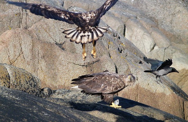 Águilas marinas en Islas Lofoten (Noruega)
