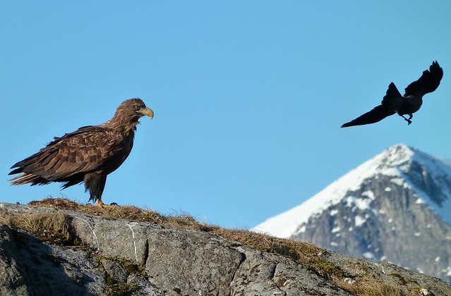 Águila marina en las islas Lofoten (Noruega)
