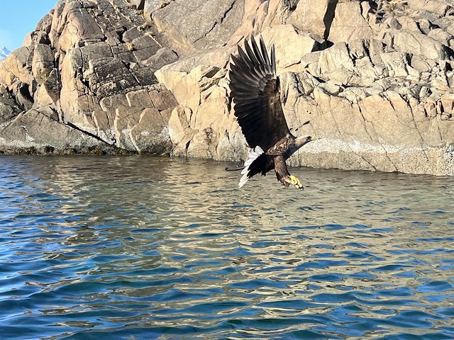 Águila marina en las islas Lofoten