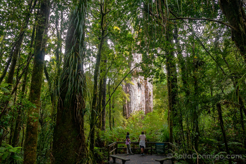 Bosque Waipoua Kauri Te Matua Ngahere Nueva Zelanda