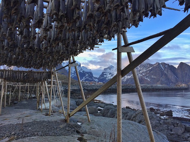 Secaderos de bacalao en Islas Lofoten (Noruega)