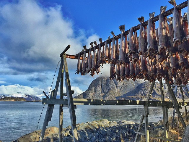 Secaderos de bacalao en Islas Lofoten