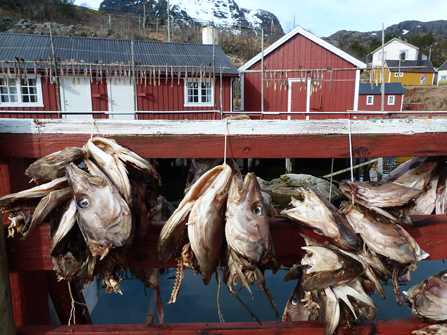 Bacalao en Islas Lofoten