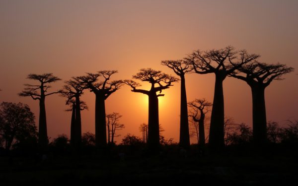 los-arboles-mas-magnificos-del-mundo-baobabs-noche