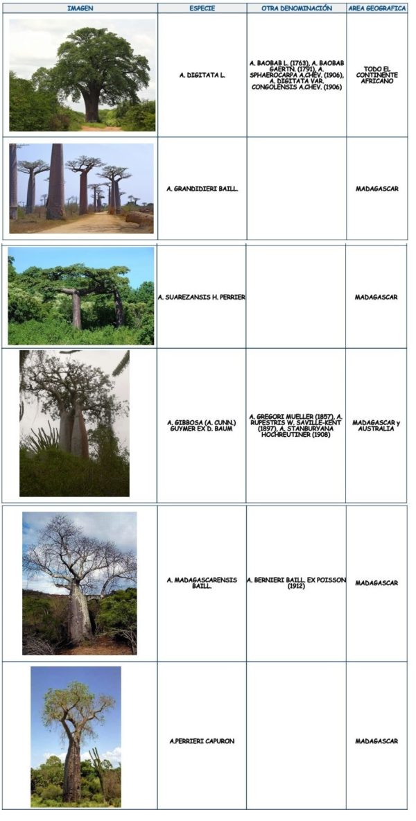 los-arboles-mas-magnificos-del-mundo-baobabs-cuadro-localizacion