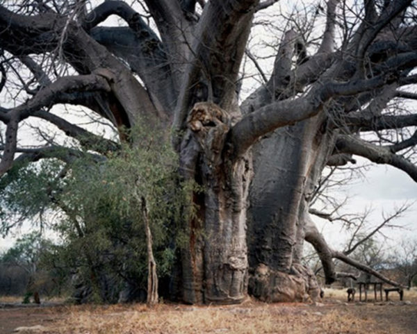 los-arboles-mas-magnificos-del-mundo-baobabs-segole