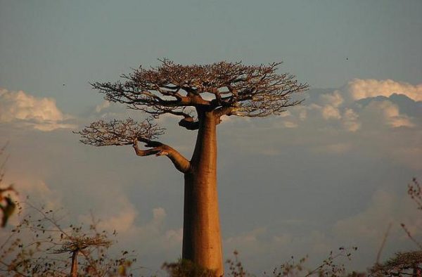 los-arboles-mas-magnificos-del-mundo-baobabs-forma-botella