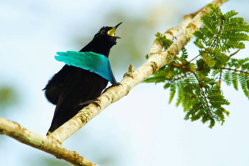 Un ave recién descubierta tiene plumas que absorben la luz solar