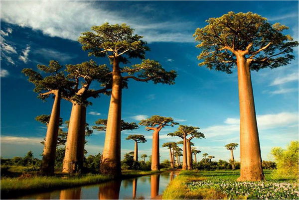 los-arboles-mas-magnificos-del-mundo-baobabs-africanos