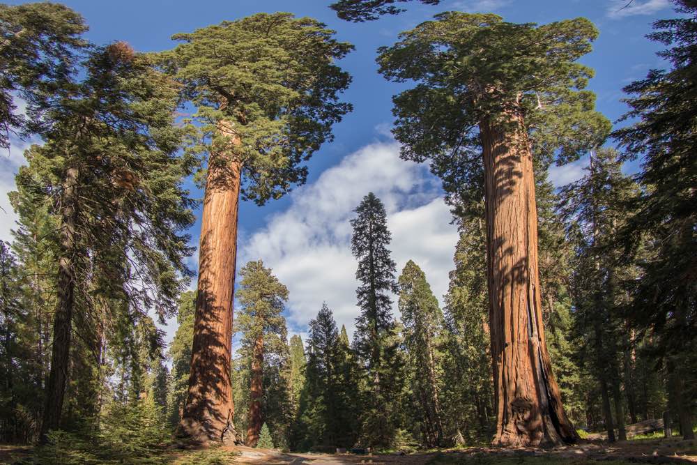 Plantan una gran arboleda de secuoyas clonadas de troncos gigantes antiguos