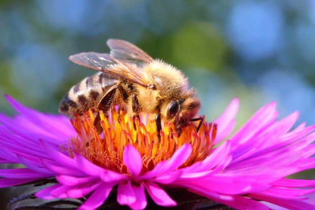 Se hará un corredor de flores de 11 km para ayudar a las abejas