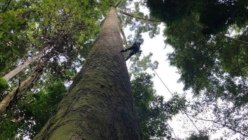 ¿Cuánto mide el árbol tropical más alto del mundo?