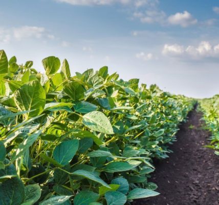 La agricultura ecológica reduce los riesgos de seguridad alimentaria