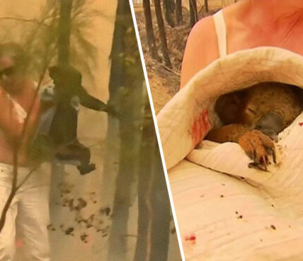 El conmovedor vídeo del koala salvado de las llamas