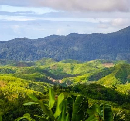 Madagascar plantará 60 millones de árboles, la mayor reforestación de su historia