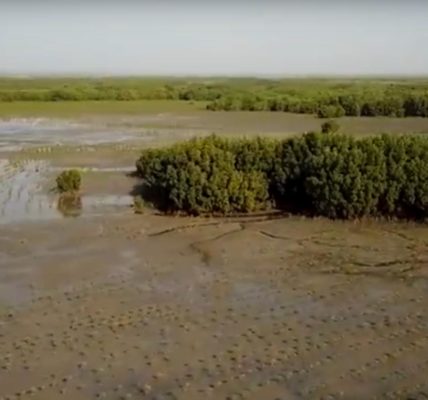 Un hombre planta 152 millones de árboles para reforestar manglares en Senegal