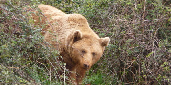 Tras la senda del oso pardo en Asturias