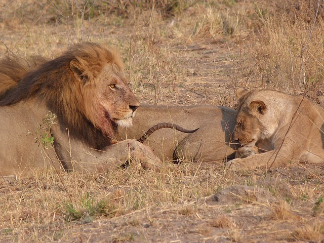 Leones alimentándose en Botswana (El león es miembro de los BIG FIVE de África)