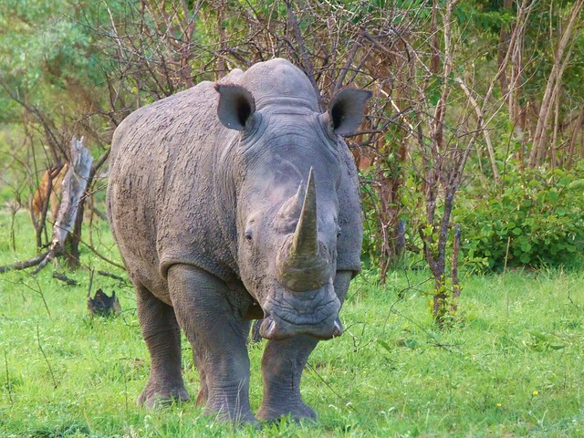 Rinoceronte en el Kruger de Sudáfrica (Miembro de los Big Five de África)