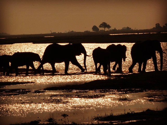 Elefantes en el río Chobe de Botswana (El más grande de los Big Five de África)