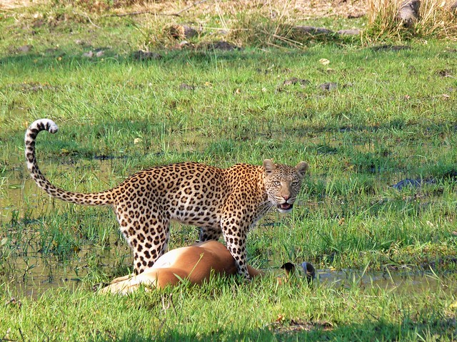 Leopardo cazando un impala en Moremi (Botswana)