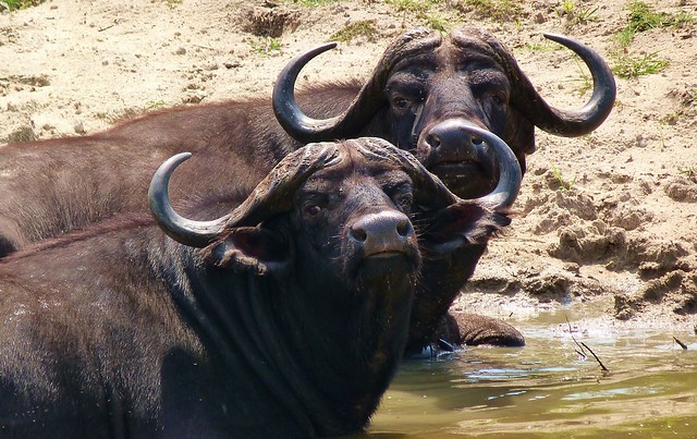 Búfalos bañándose en Sabi Sand (Parque Nacional Kruger de Sudáfrica)