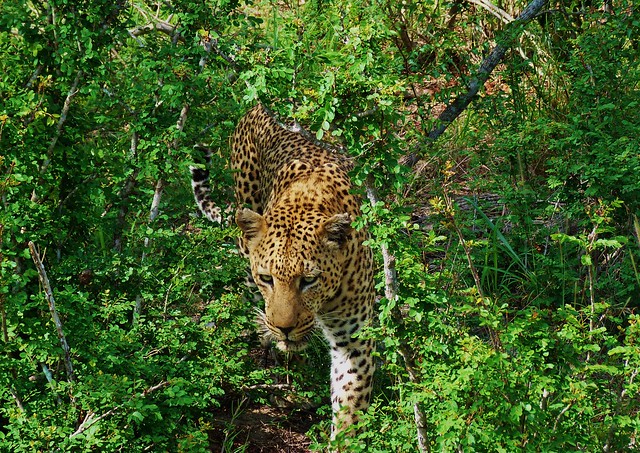 El leopardo es uno de los animales más esquivos entre los BIG FIVE en África