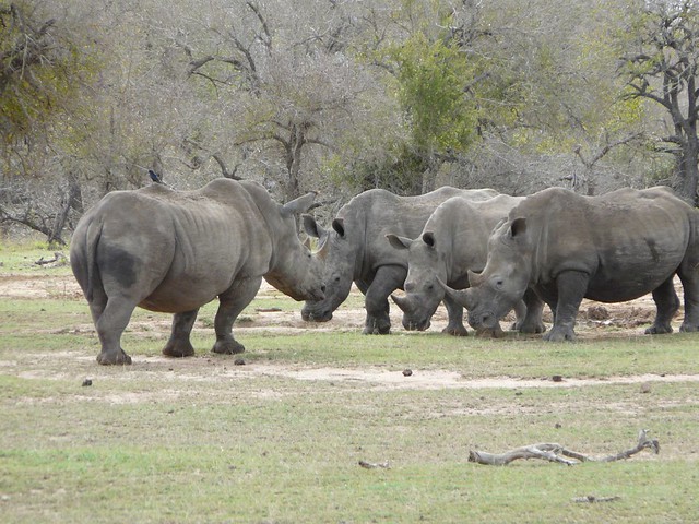 Rinocerontes en Swazilandia