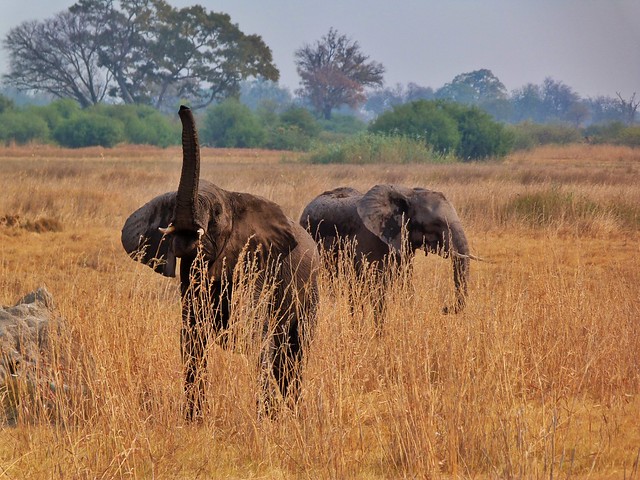 Elefante con la tropa levantada (¿Cuáles son los Big Five en África?)