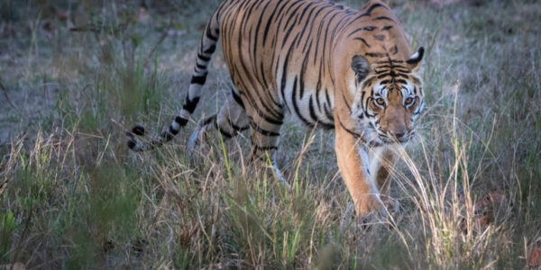 Cómo organizar un viaje a la India por libre para ver el tigre de Bengala