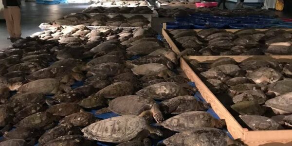 Rescatan a más de 3.500 tortugas de la ola de frío en Texas