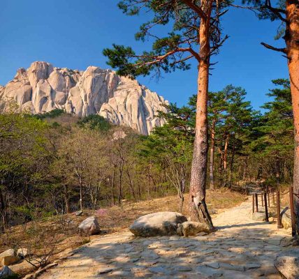 Corea del Sur plantará 3.000 millones de árboles para alcanzar la neutralidad de carbono en 2050