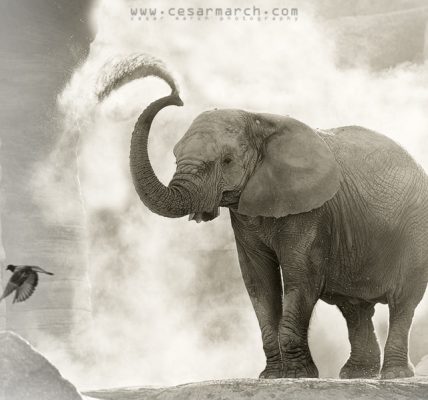 Día del Elefante: 40 Curiosidades sobre los elefantes