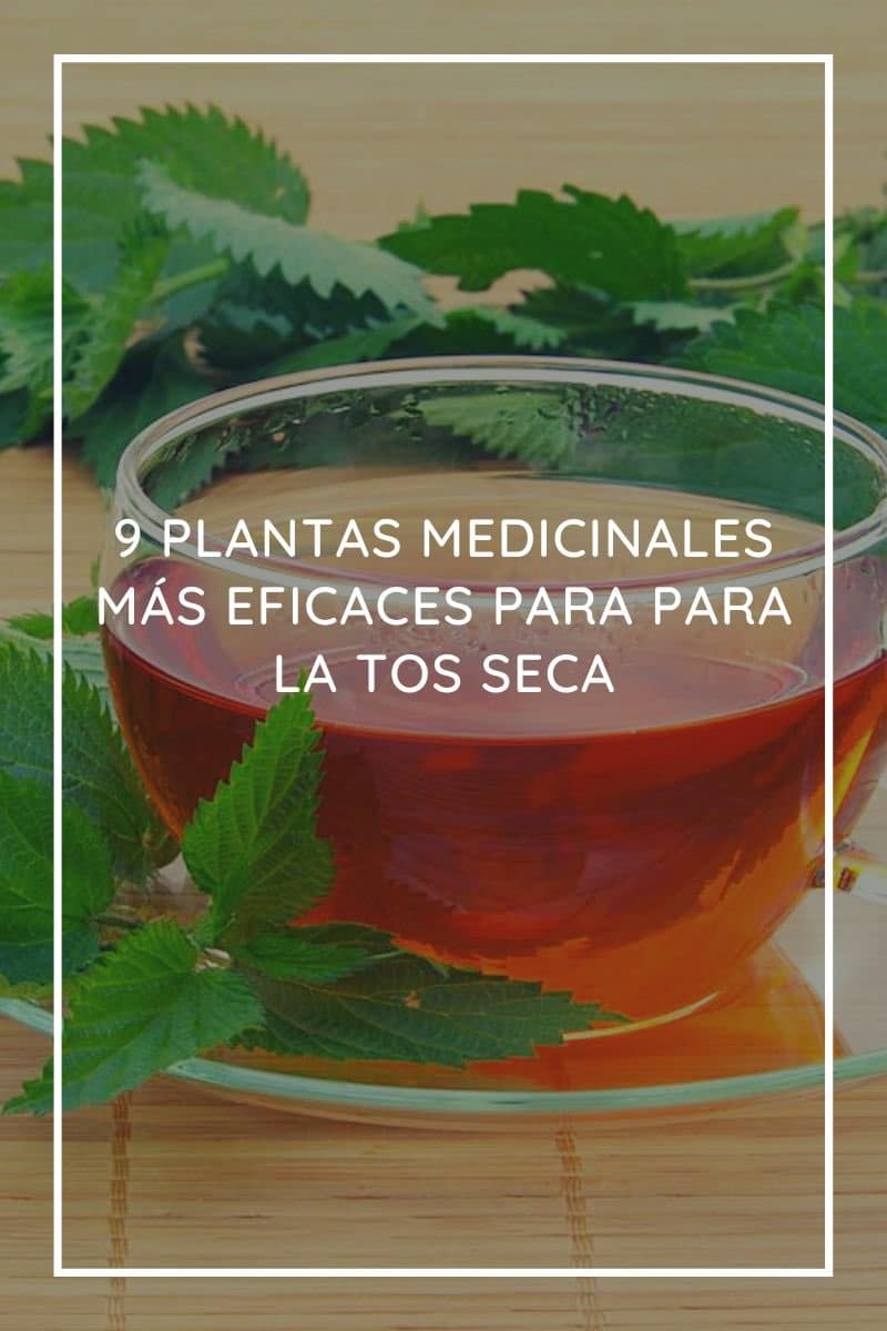 9 Plantas medicinales más eficaces para para la tos seca