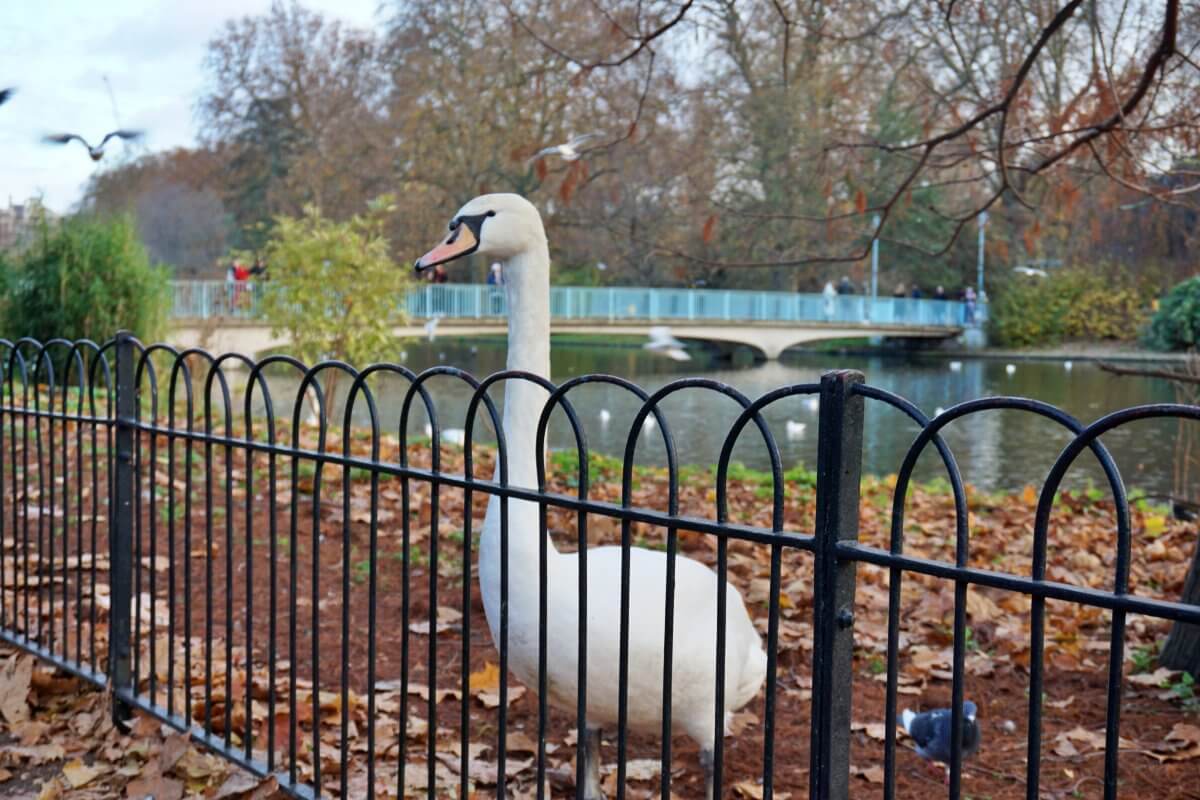 Cisnes del parque de St. James