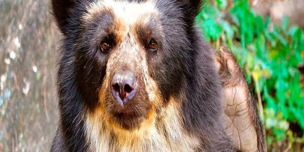Fundación Yammine - Oso frontino ¡Especie en peligro de extinción en Venezuela! - FOTO