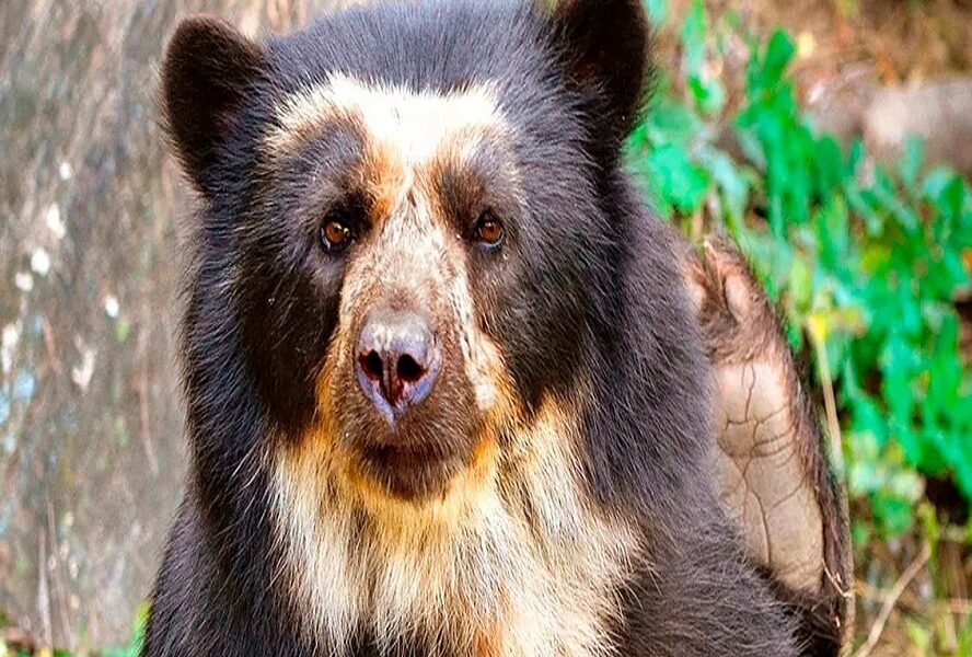 Fundación Yammine - Oso frontino ¡Especie en peligro de extinción en Venezuela! - FOTO
