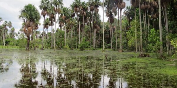 Fundación Yammine - ¡Conócela! ¡La hermosa vegetación que tiene Venezuela! - FOTO