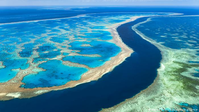 La Gran Barrera de Coral a punto de colapsar – Fundación Yammine