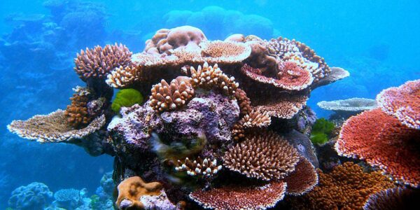 La Gran Barrera de Coral, Fundación Yammine.