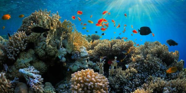 La agonía de La Gran Barrera de Coral