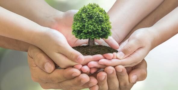 La reforestación como parte de la Responsabilidad Social Empresarial – Fundación Yammine